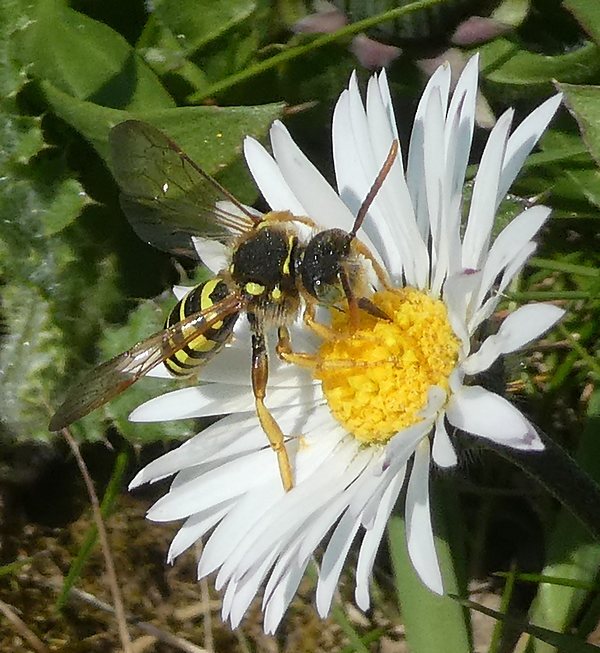 smalbandwespbijvrouwbiesbosch01042019 2