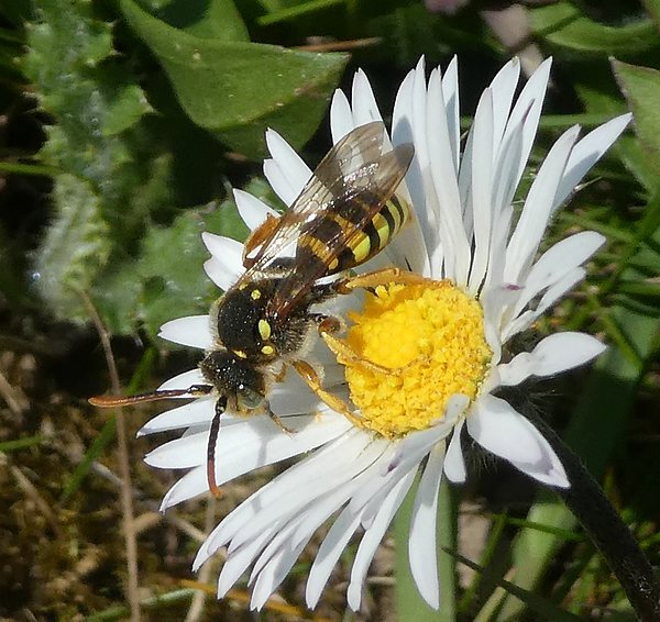 smalbandwespbijvrouwbiesbosch01042019 1