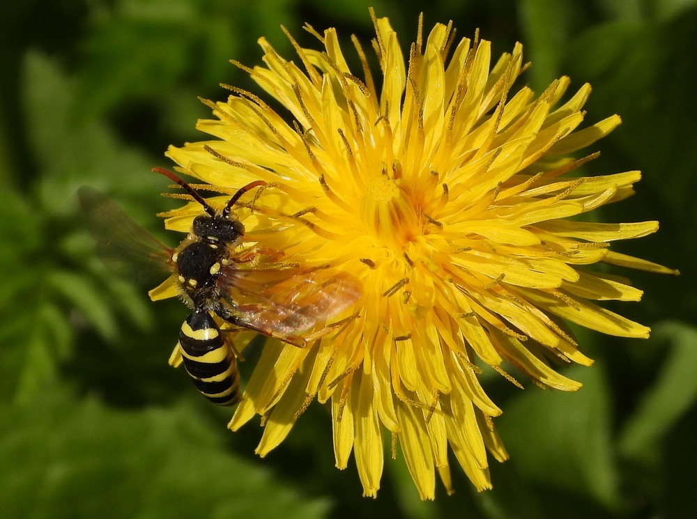 smalbandwespbijoppaardenbloemzouweboezem08042023