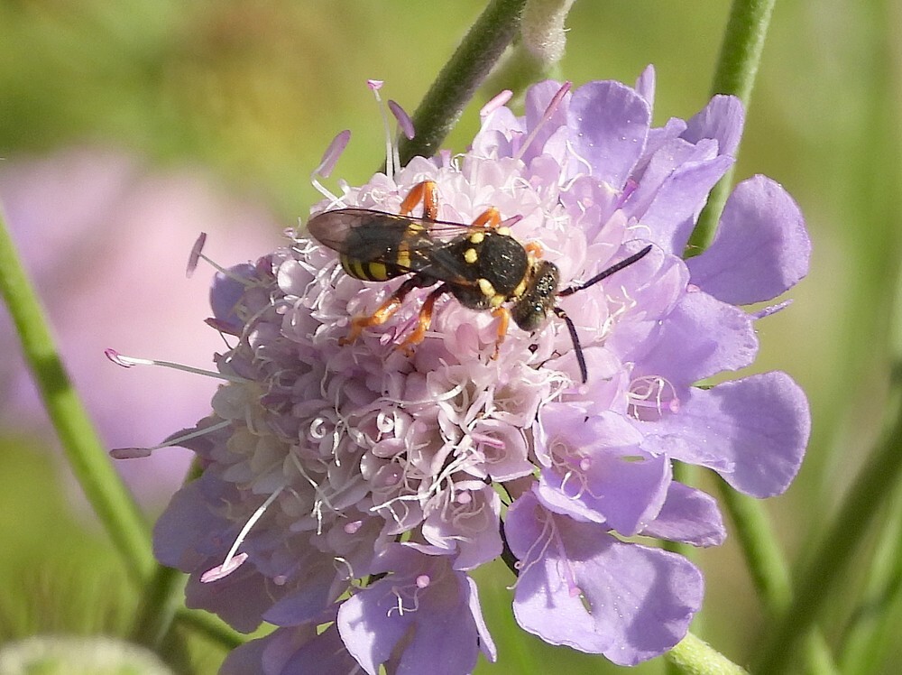 zwartsprietwespbijrotstuinbotanischetuinenutrecht18072024 1