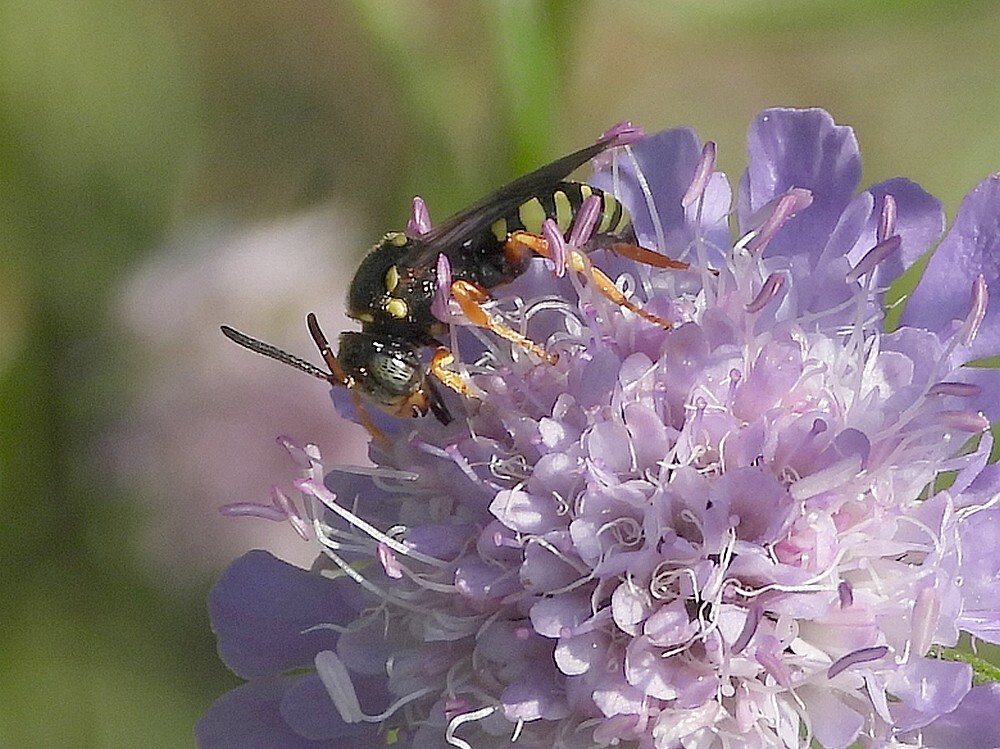 zwartsprietwespbijrotstuinbotanischetuinenutrecht18072024 2