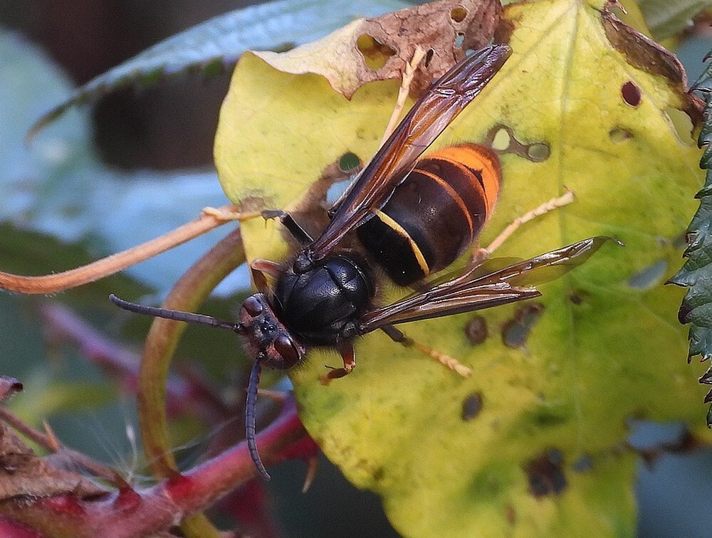aziatischehoornaaropwarmendzouweboezemgebied21102025 1