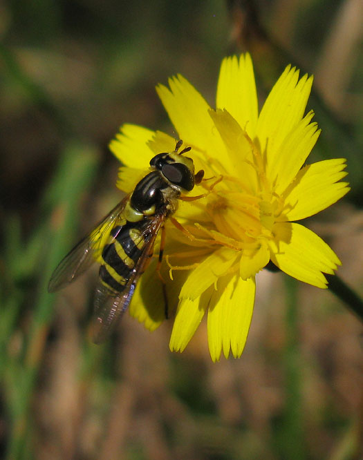 bretel wimperzweefvliegvrouwopkleineleeuwentandnatuurlijkbrabant14102011
