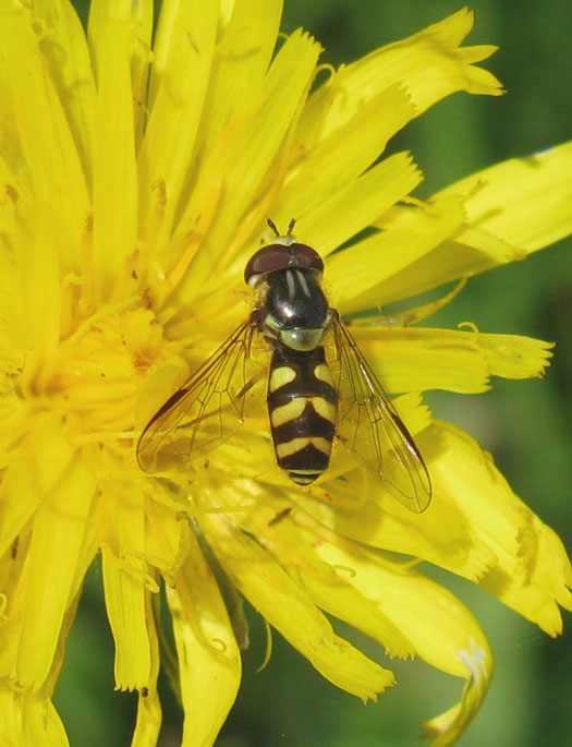 bretelwimperzweefvliegmanopgewoonbiggenkruidnatuurlijkbrabant04082011