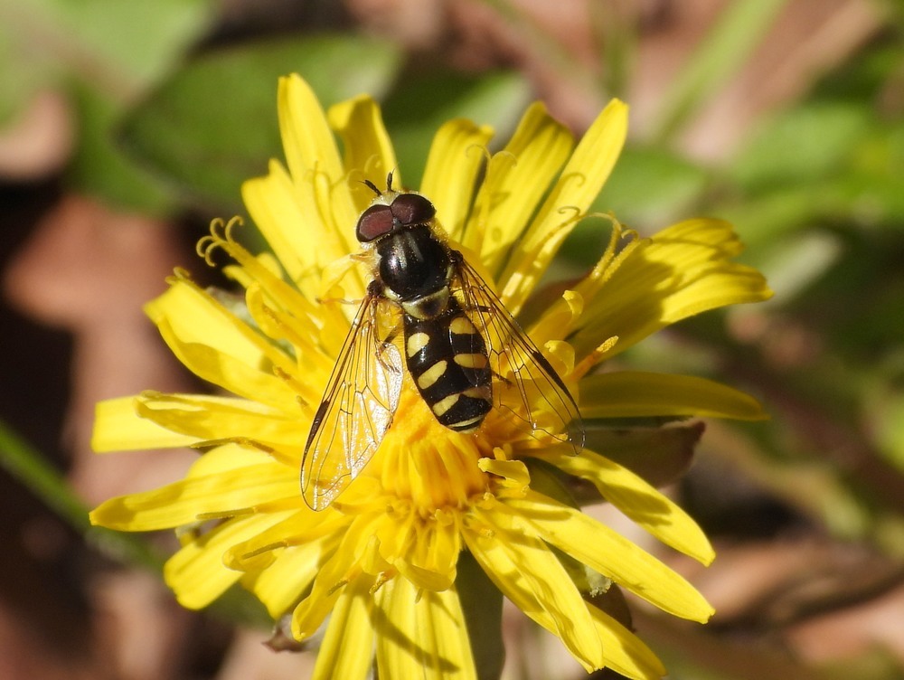 bretelwimperzweefvliegmanoppaardenbloemhuisterheide15042023