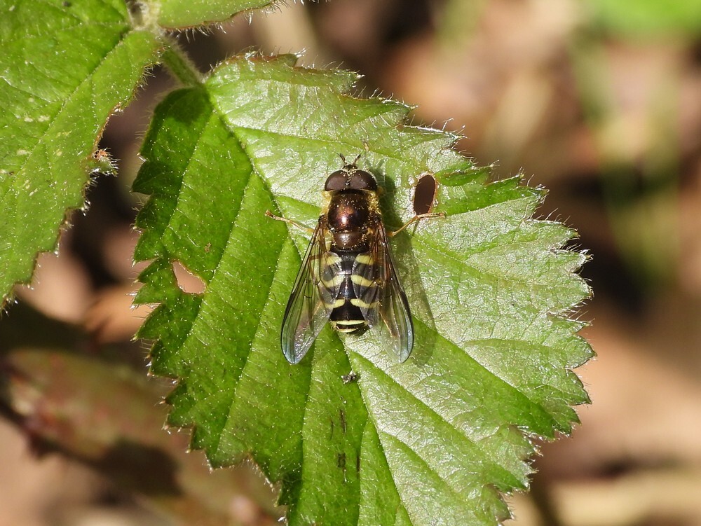 gewonewimperzweefvlioegmanbuitenfortbotanischetuinenutrecht21042024 1