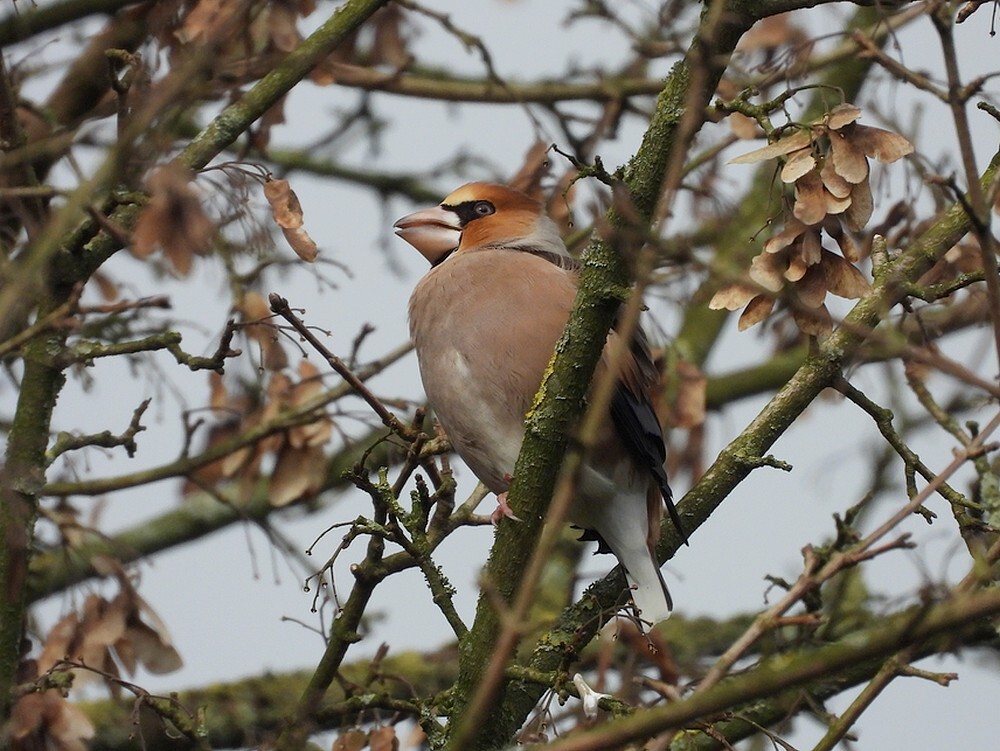 appelvinkmonnikenhofvianen06022025 6