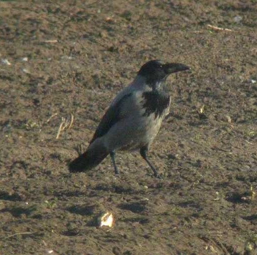 bonte kraai bandijk werkendam 29 nov. 2006 2