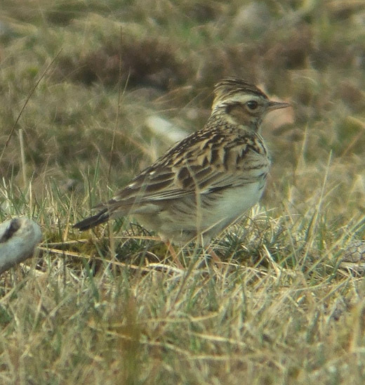 boomleeuwerik leersumse veld 28 maart 2009 11