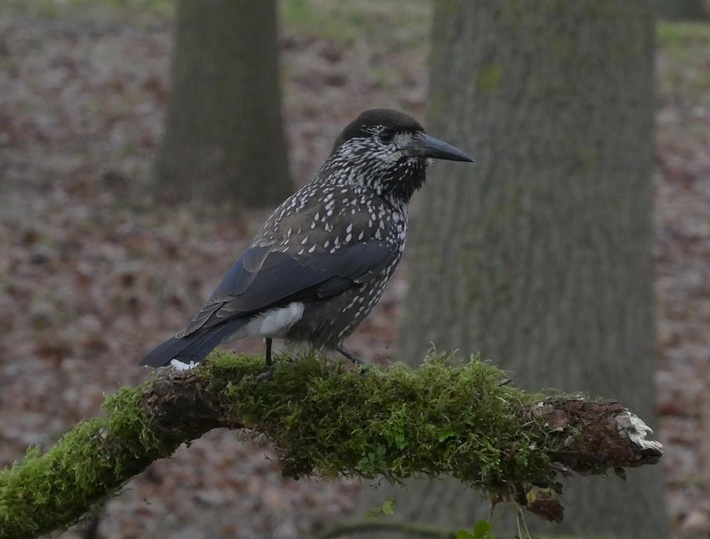 dunsnavelnotenkraker1000wageningen12122018