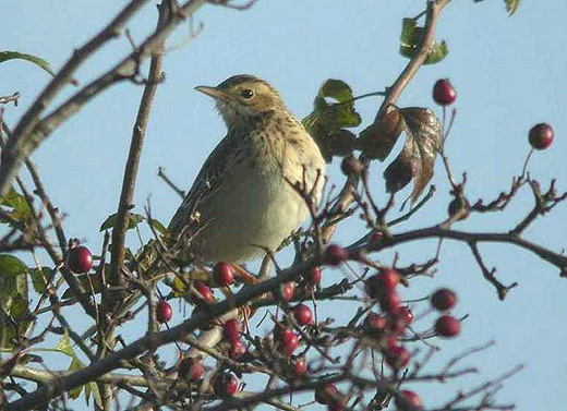 grote pieper uiterwaard achthoven 6 nov. 2005 1