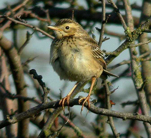 grote pieper uiterwaard achthoven 6 nov. 2005 3