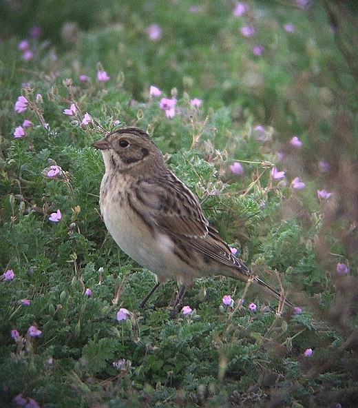 ijsgors op reigersbek maasvlakte 190910 4