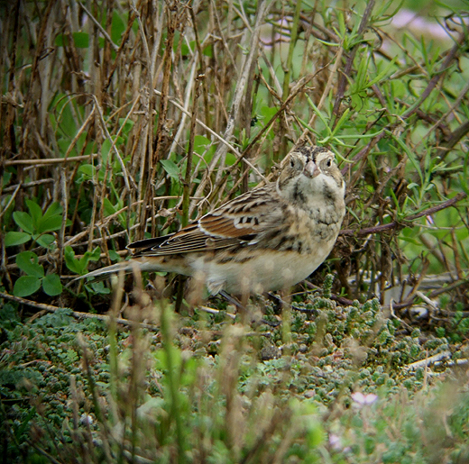 ijsgors op reigersbek maasvlakte 190910 7