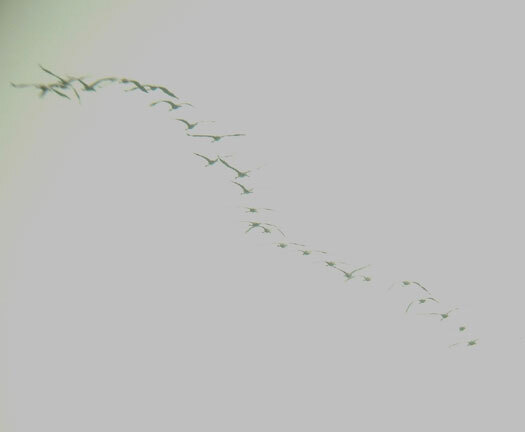 kraanvogels150 175ex1052uurnovlietbruglakerveldlexmond05032013 6