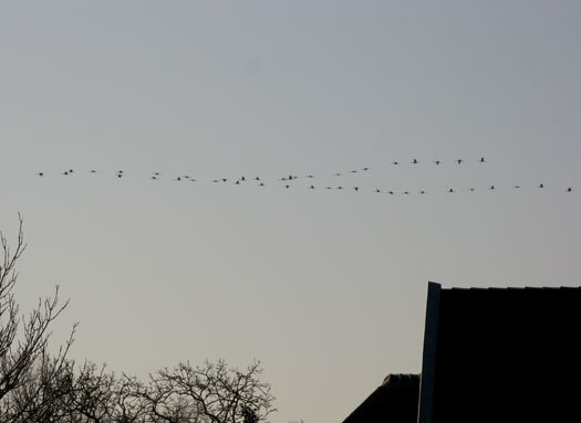 kraanvogels150 175ex.10.52uurnovlietlakerveldlexmond05032013