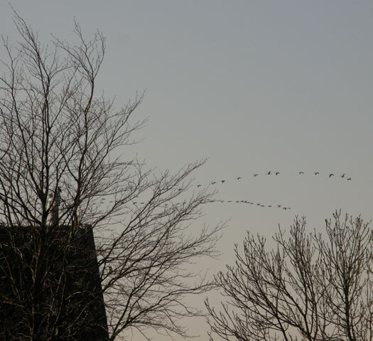 kraanvogels150 175ex.10 3