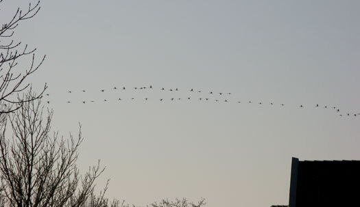 kraanvogels150 175ex.10 2