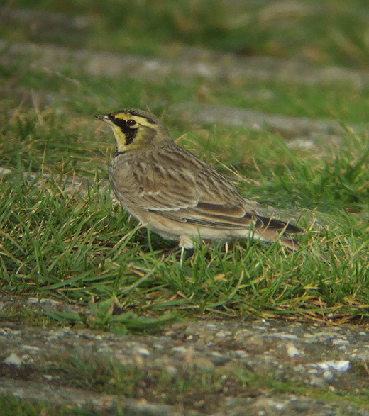 strandleeuwerik adult winter maasvlakte 021010 5