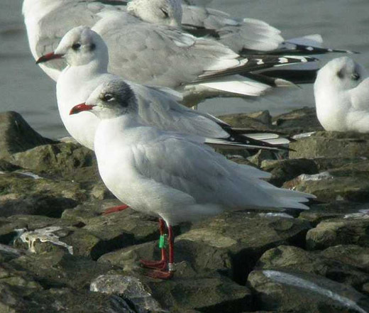 zwartkopmeeuw adult winter lekkrib groot ammers 10 nov. 2006