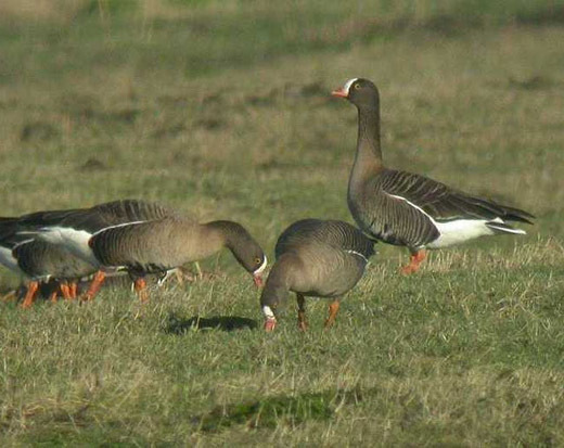 dwergganzen strijen 3 febr. 2007