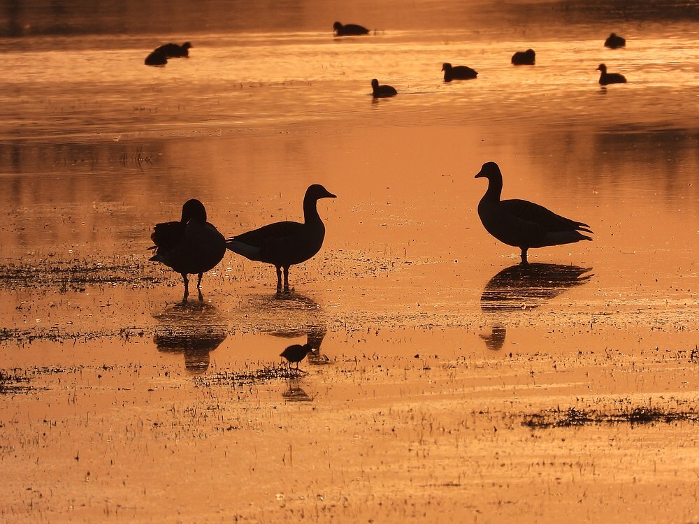 grauweganzeninochtendroodplasdraspolderlakerverldlexmond21032025