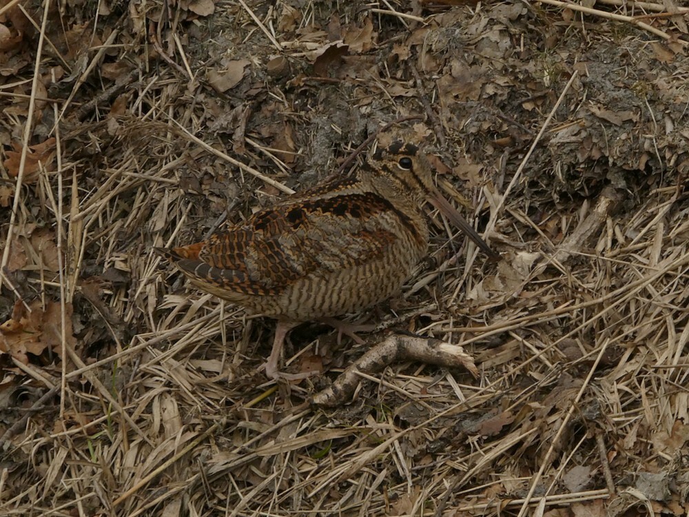 houtsnipwieringermeer04032018 3