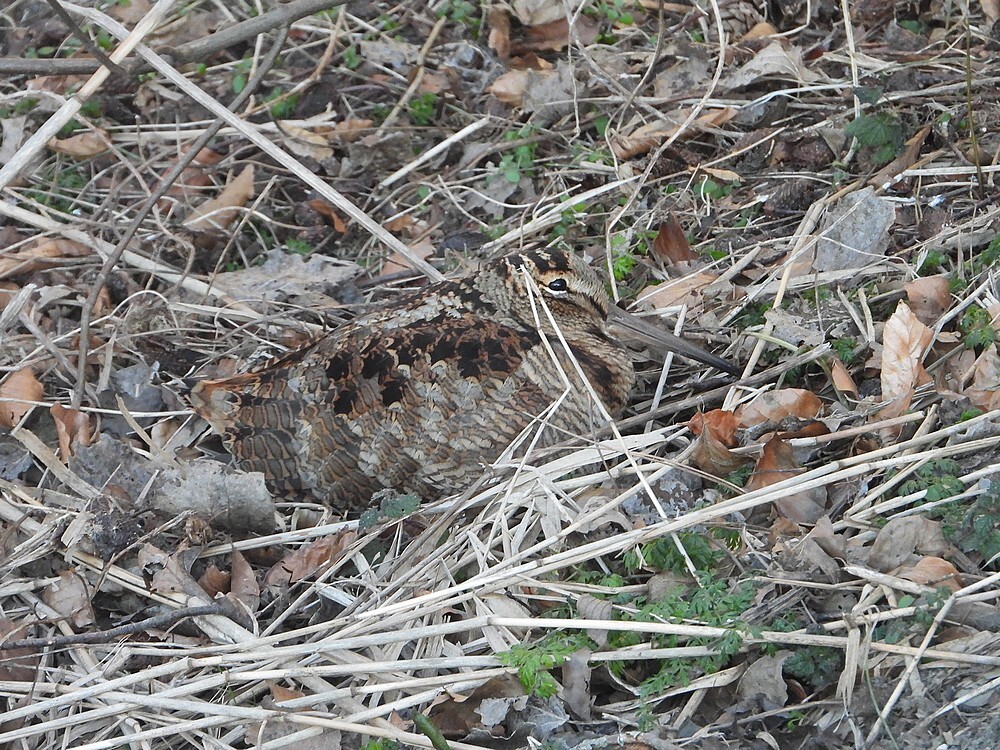 houtsnipwieringermeer13022021 2