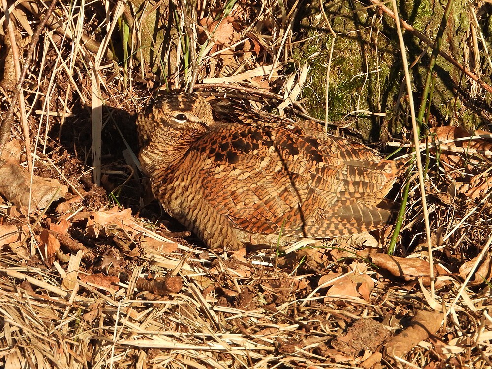 houtsnipwieringermeer13022021 3