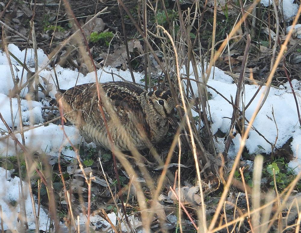 houtsniplekuiterwaardvianen12022021 2
