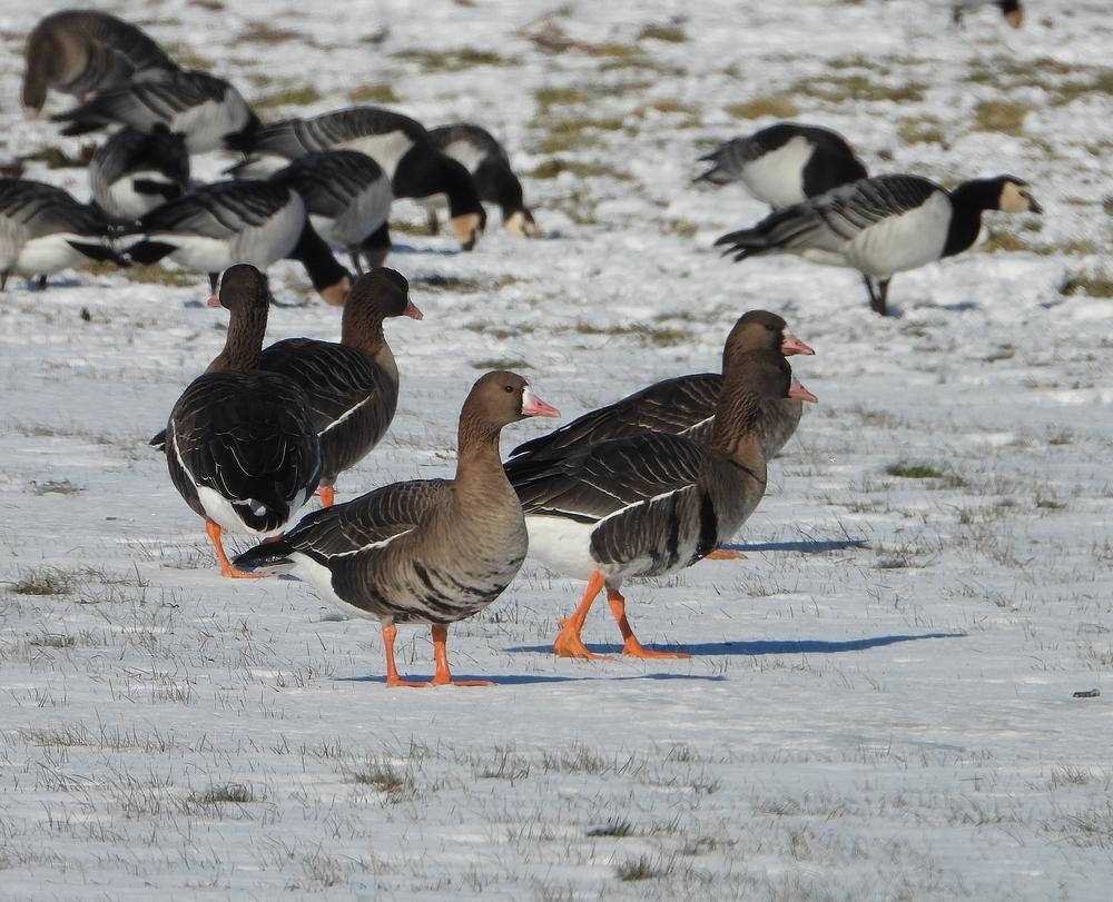 kolganseempolder13022021