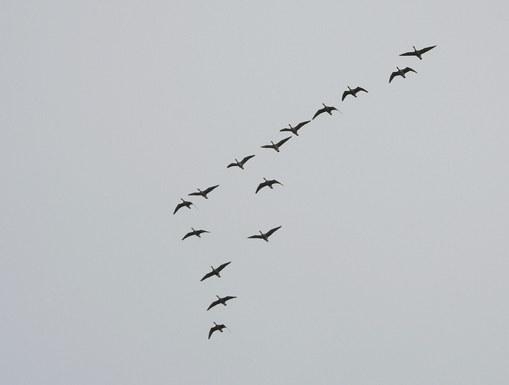 kolganzenoptrekzouweboezemgebied13102025