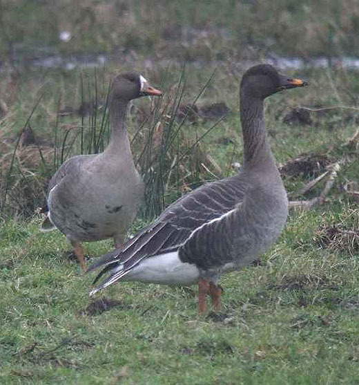 taigarietgans polder kortenbroek streefkerk 19 febr. 2007