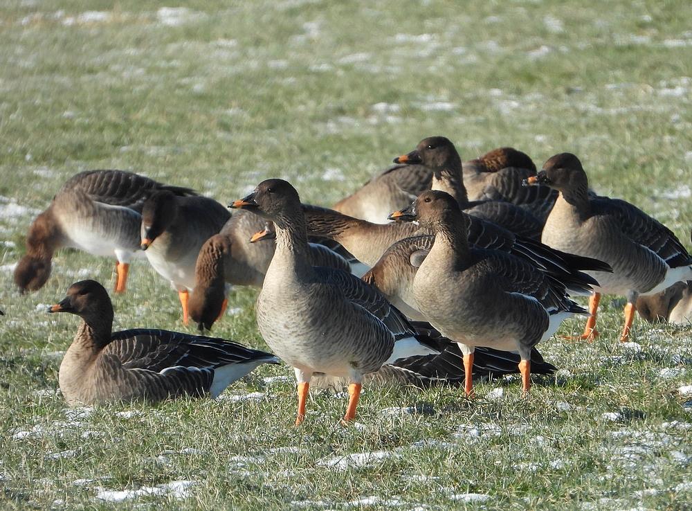 toendrarietganzenwieringermeer13022021 1