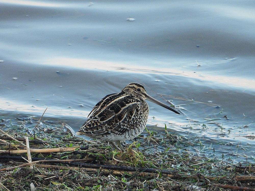 watersniphoogwaterlijnlekuiterwaardachthoven10022021