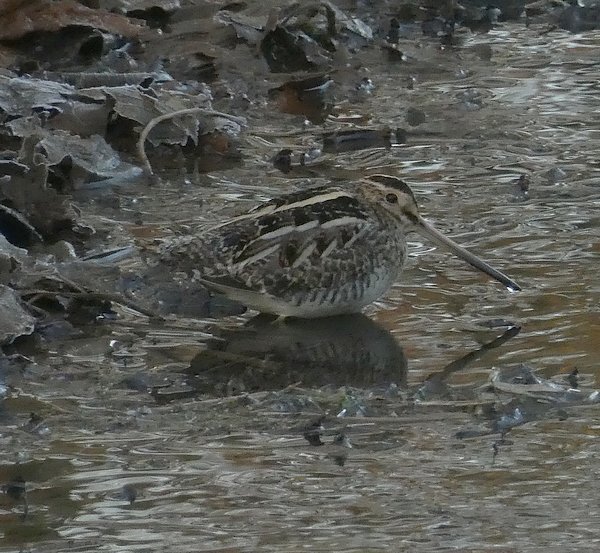 watersnip22012017 1