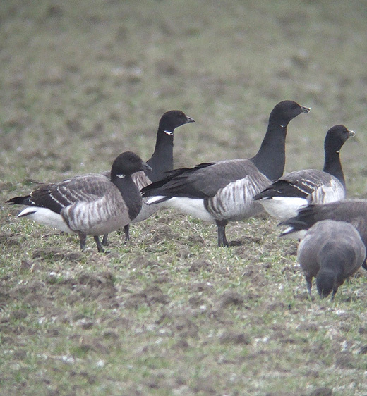 witbuik en zwartbuikrotgans zeeland 13022010 6