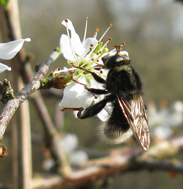 hommelwoudzwevermanopsleedoornnatuurlijkbrabant26032012 1