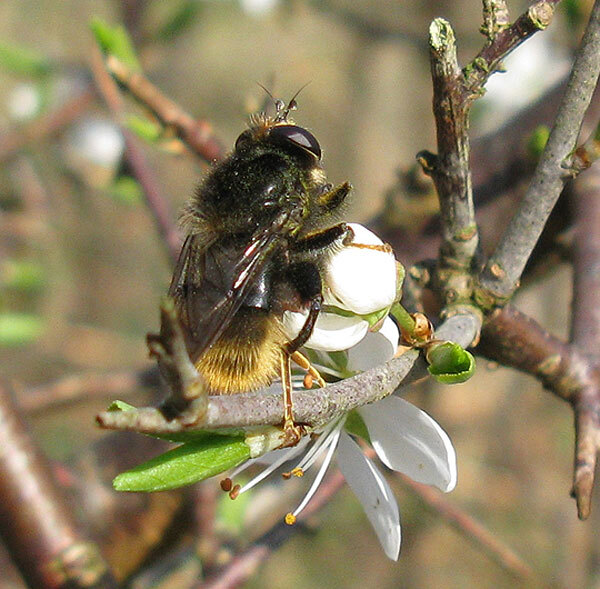 hommelwoudzwevervrouwopsleedoornnatuurlijkbrabant26032012