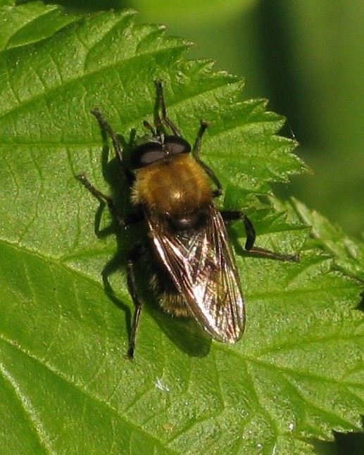 kleinewoudzwevermanzouweboezemgebied24042009