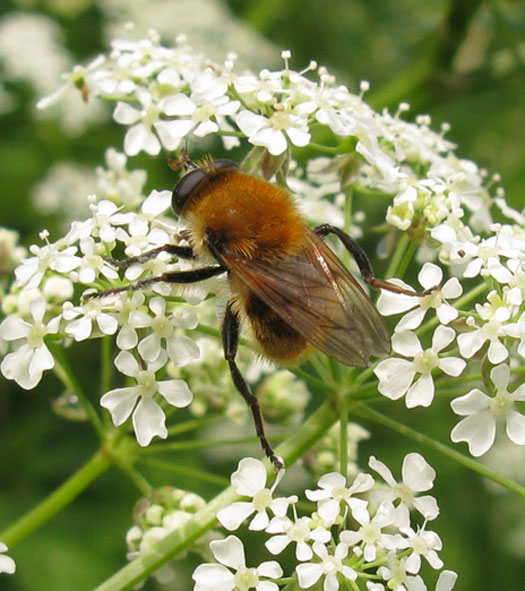 kleinewoudzwevervrouwcriorhinaberberinavaroxycanthaeopfluitenkruidnatuurlijkbrabant21052012