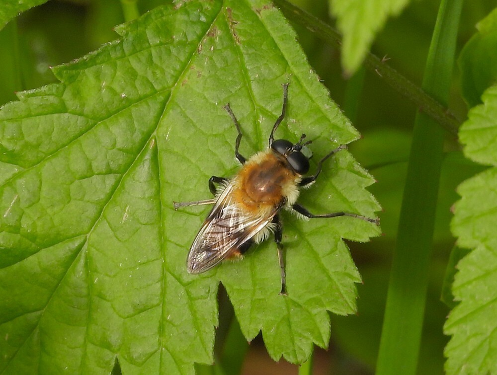 pluimwoudzwevermanbotanischetuinenutrecht06052024