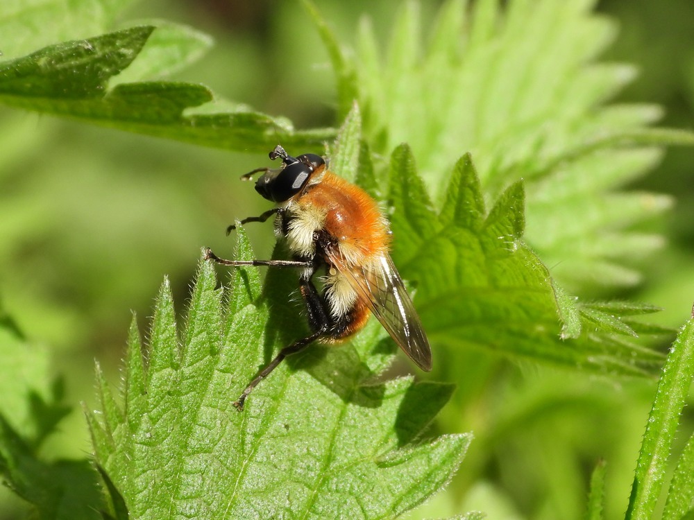 pluimwoudzwevermanviaansebos11042023