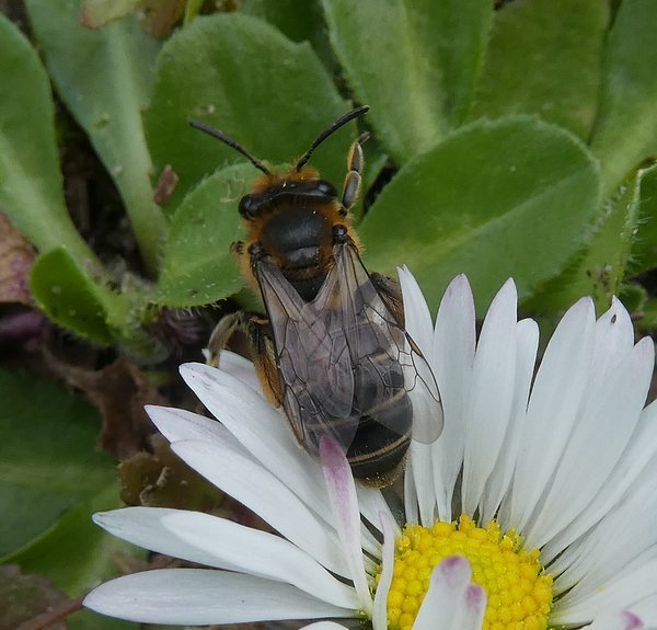 bremzandbijvrouwbiesbosch06042019 1