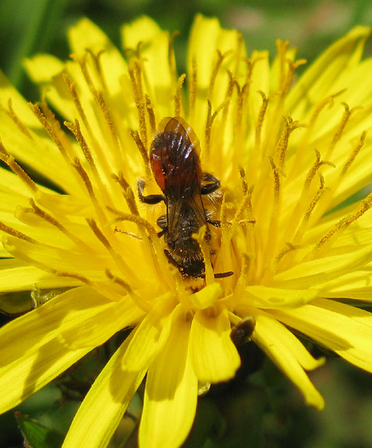 ereprijszandbijmanoppaardenbloemlingebos16042014