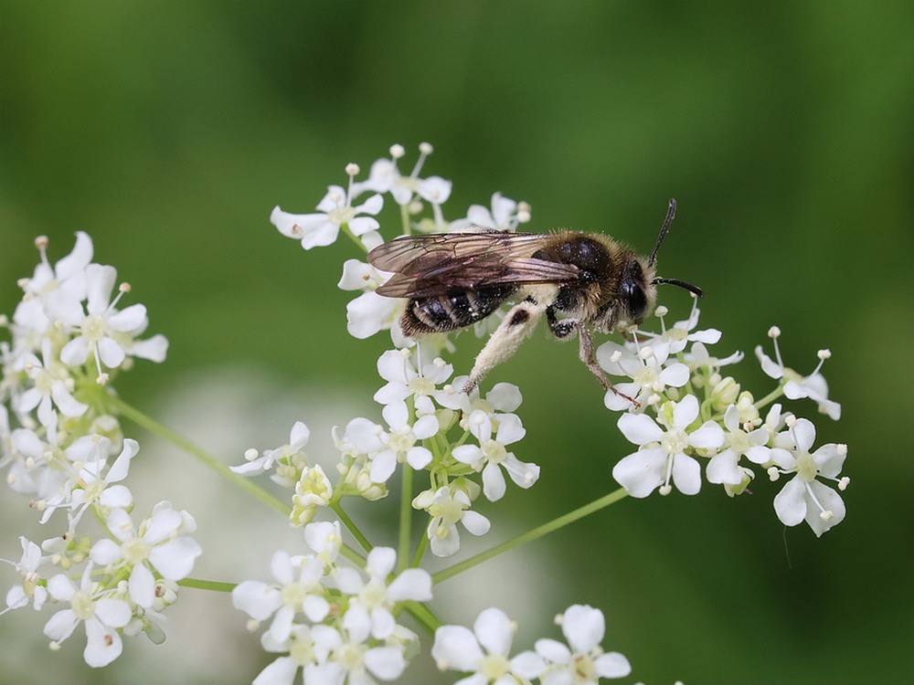 fluitenkruidbijopfluitenkruidamelisweerd16052023