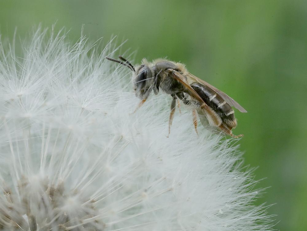goudpootzandbijvrouwoppaardenbloempluiszouweboezemgebied05052026
