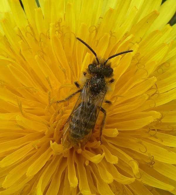 grasbijbiesbosch28032019 2