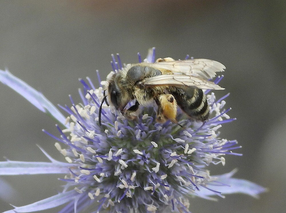 grasbijinsectenweidebotanischetuinenutrecht25072024