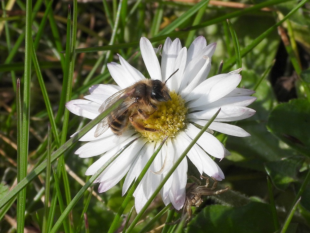 grasbijmanopmadeliefjezouwboezen18032023